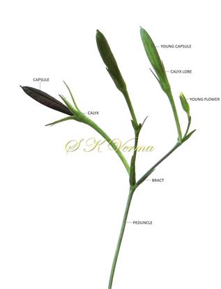  Inflorescence